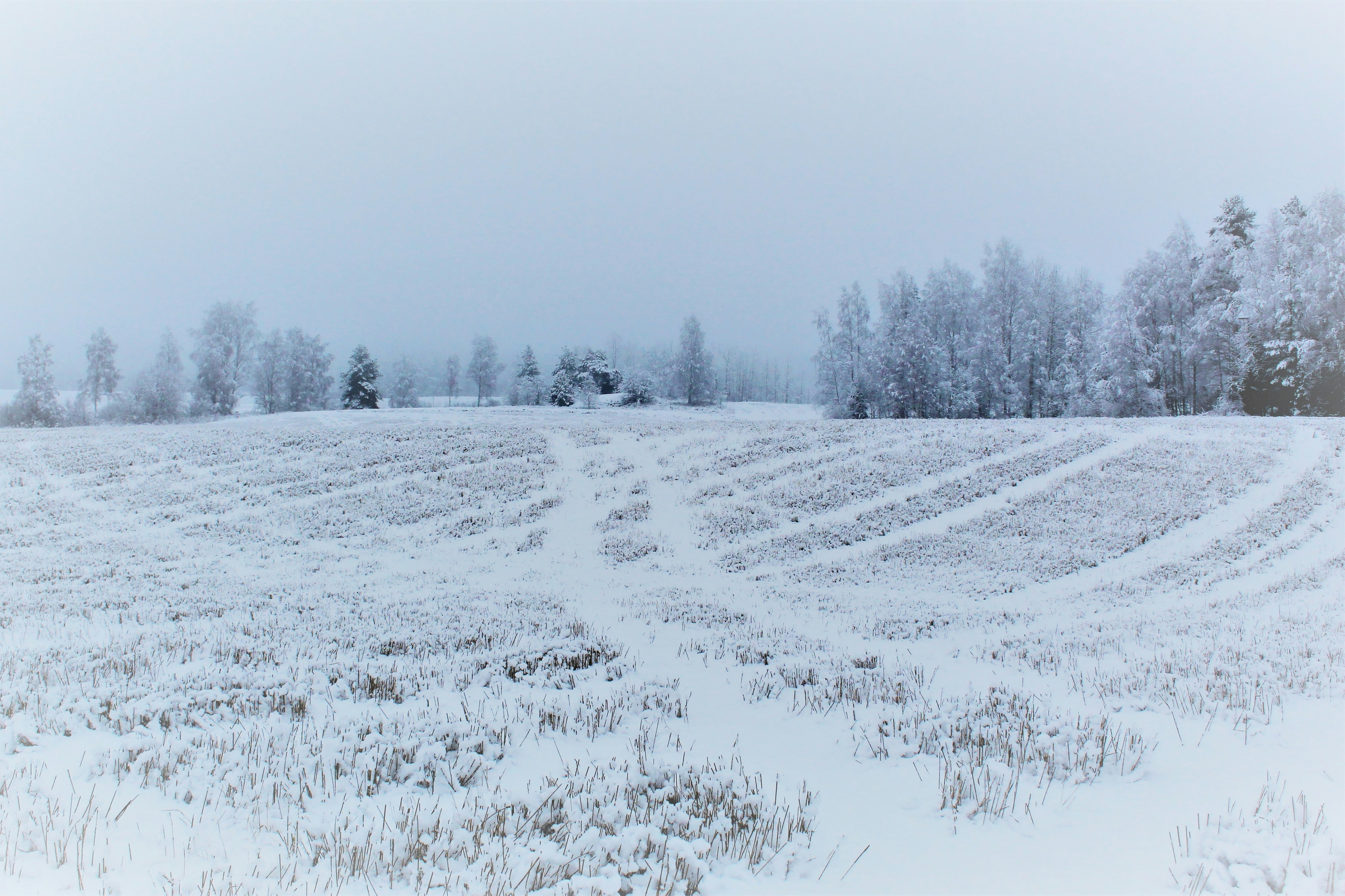 snow covered field and trees during daytime